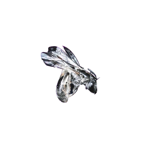 Devantae Earles Photography Logo