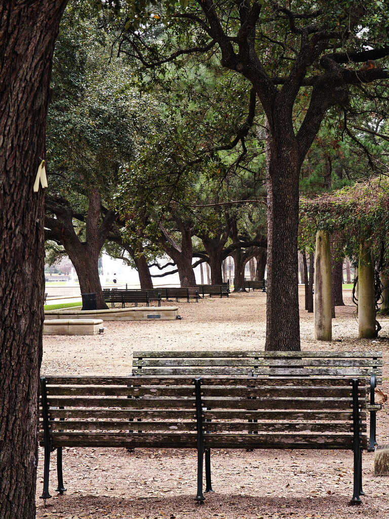 Outdoor Scene — Empty Wooden Benches Lined Along Shaded Pathway