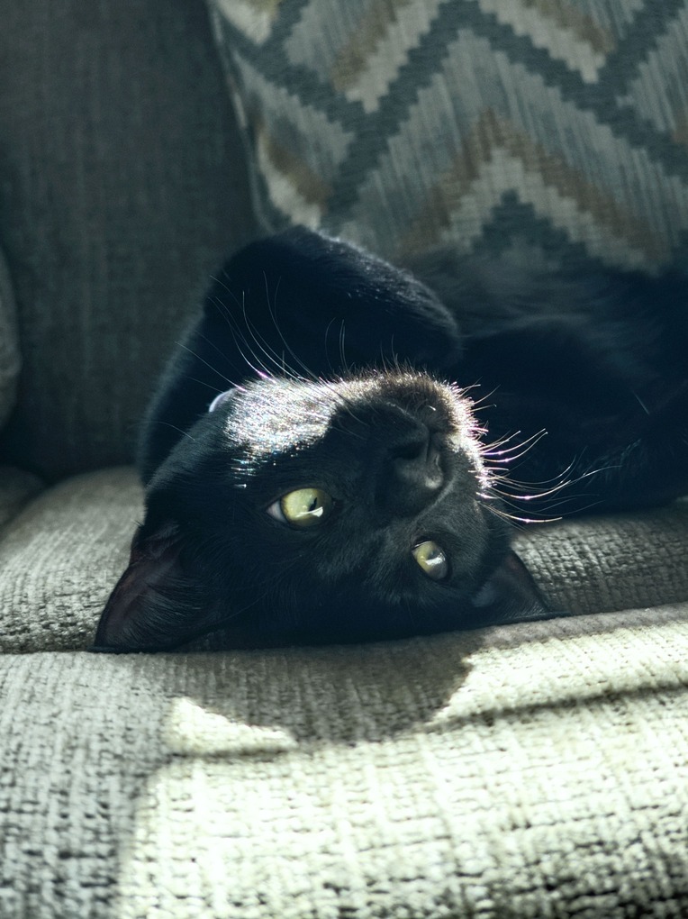 Pet Photography — Black Cat Lying Upside Down on Couch in Sunlight
