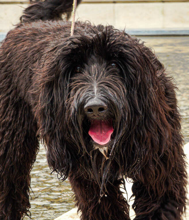 Pet Portrait — Wet Black Dog Standing Near Pond with Tongue Out